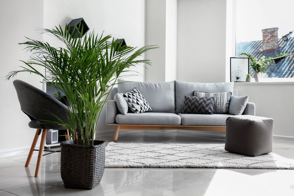 Spathiphyllum - Grande Plante D'Intérieur Purificatrice D'Air, Lys De La Paix Facile D'Entretien